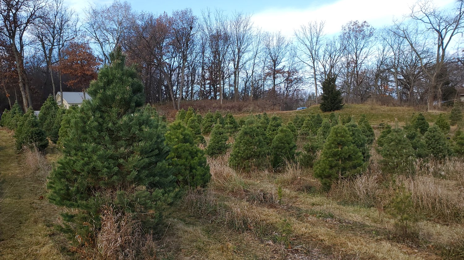Pine trees at a Christmas tree farm.