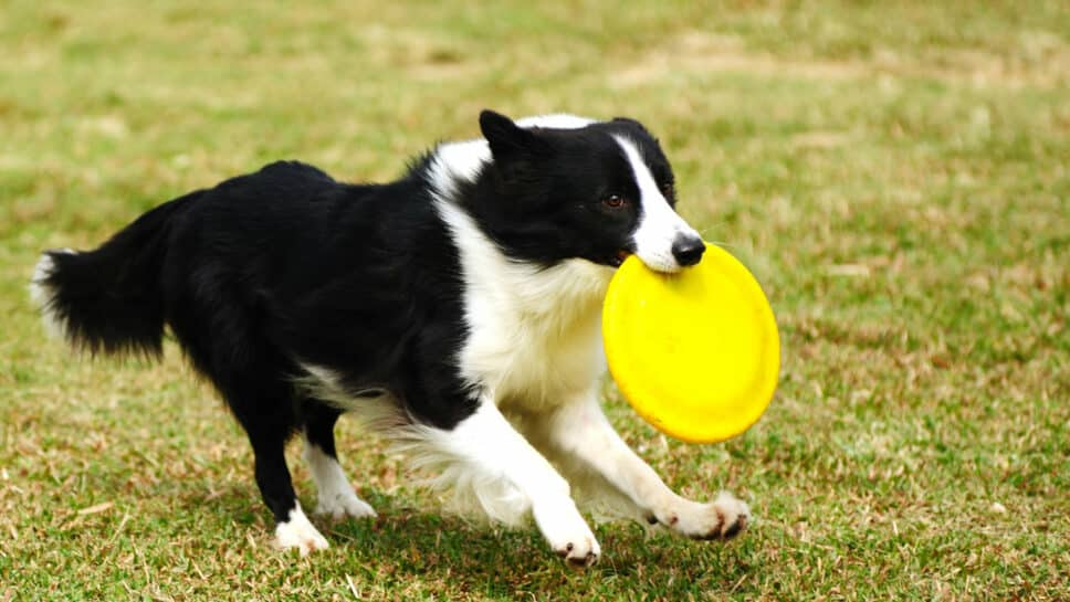 Border collie running with frisbee.