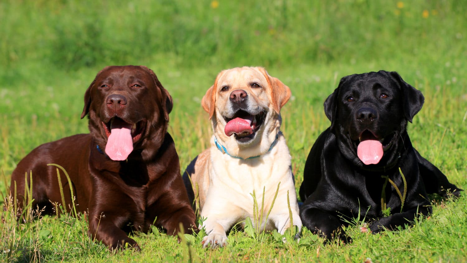 Three labs lying in the grass.